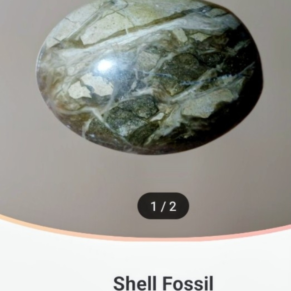 Natural Shell Fossil Pendant